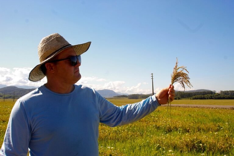 Arroz cultivado em SC é de alta qualidade